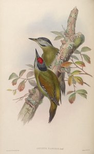 Gecinus tancolo